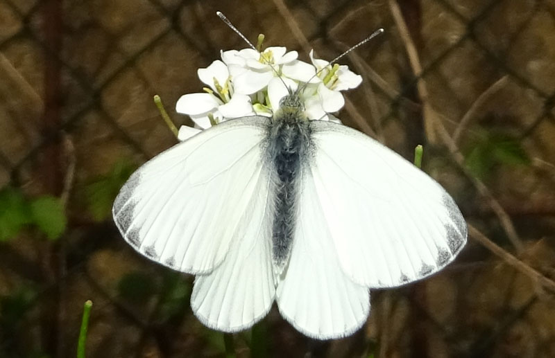 maschio di Pieris napi - Pieridae